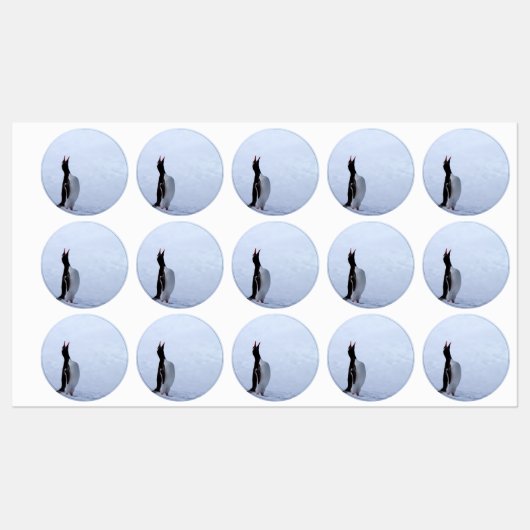 Gentoo penguin labels (Vel)