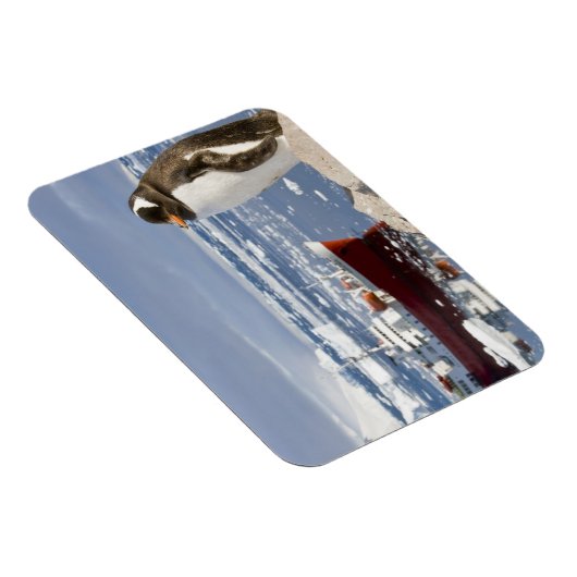 Gentoo Penguin Magneet (Rechterzijde)