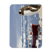 Gentoo Penguin Magneet (Verticaal)