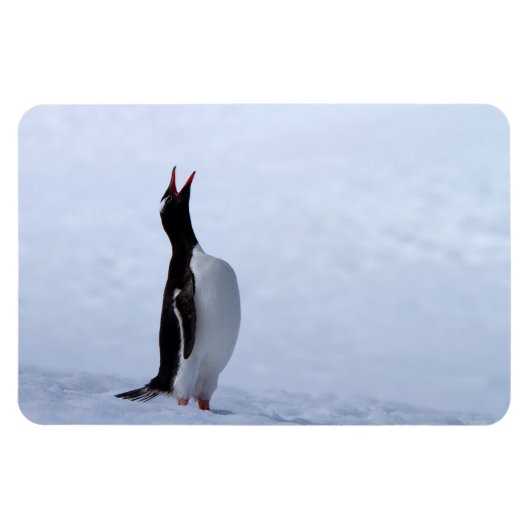 Gentoo penguin magneet (Horizontaal)