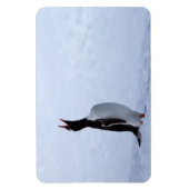 Gentoo penguin magneet (Verticaal)