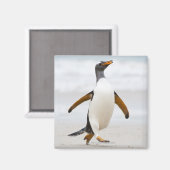 Gentoo Penguin Magneet (Voorkant / Achterkant)