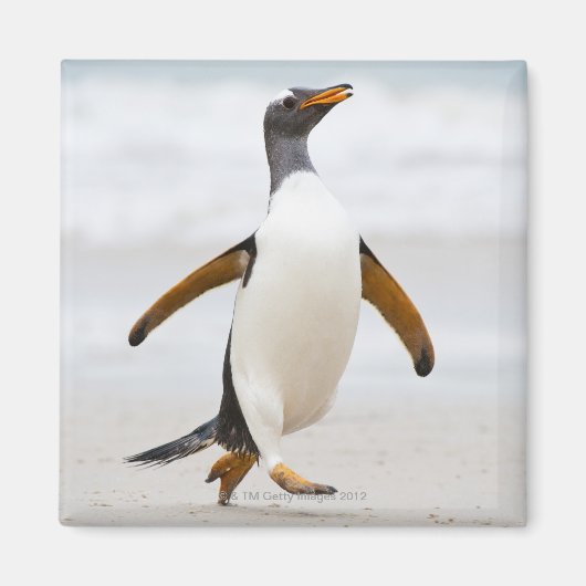 Gentoo Penguin Magneet (Voorkant)