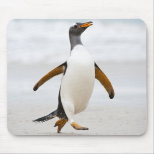 Gentoo Penguin Muismat