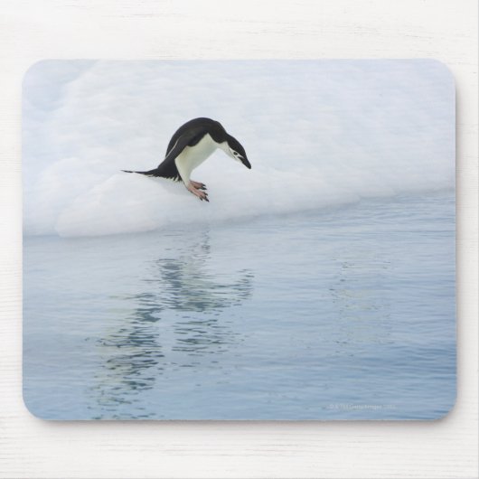 Gentoo penguin muismat (Voorkant)