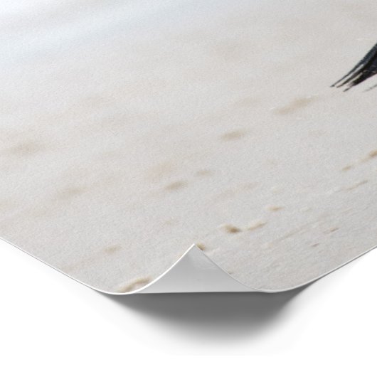 Gentoo Penguin Poster (Hoek)