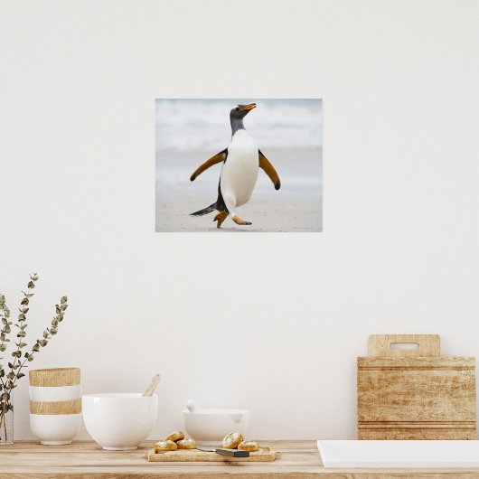 Gentoo Penguin Poster (Keuken)