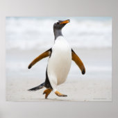 Gentoo Penguin Poster (Voorkant)