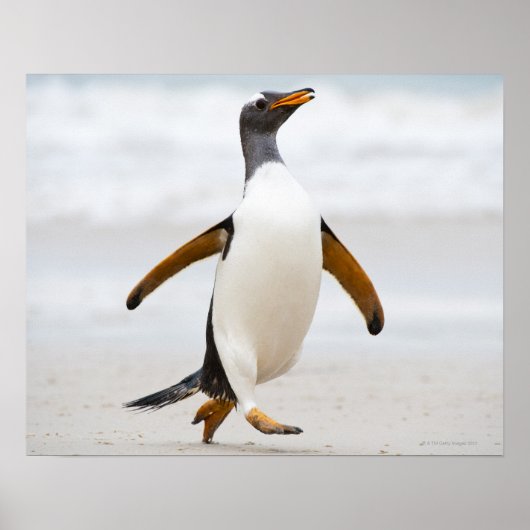 Gentoo Penguin Poster (Voorkant)