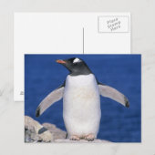 Gentoo Penguin Pygoscelis papua) Port Briefkaart (Voorkant / Achterkant)