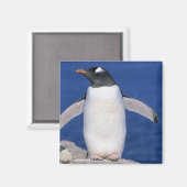 Gentoo Penguin Pygoscelis papua) Port Magneet (Voorkant / Achterkant)