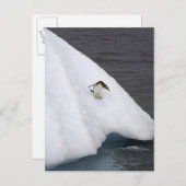 Gentoo penguin Pygoscelis papua standing Briefkaart (Voorkant / Achterkant)