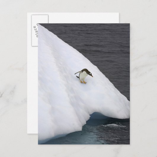 Gentoo penguin Pygoscelis papua standing Briefkaart (Voorkant / Achterkant)