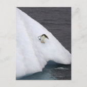 Gentoo penguin Pygoscelis papua standing Briefkaart (Voorkant)