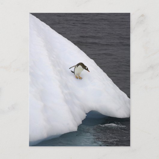 Gentoo penguin Pygoscelis papua standing Briefkaart (Voorkant)
