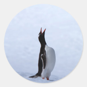 Gentoo penguin ronde sticker