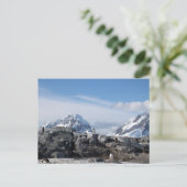 Gentoo penguins in Antarctica Briefkaart (Staand voorkant)