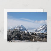 Gentoo penguins in Antarctica Briefkaart (Voorkant / Achterkant)
