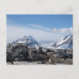 Gentoo penguins in Antarctica Briefkaart