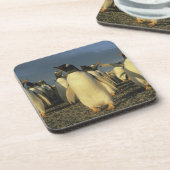 Gentoo Penguins (Pygoscelis papua), Falkland Drankjes Onderzetter (Linkerzijde)