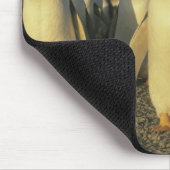 Gentoo Penguins (Pygoscelis papua), Falkland Muismat (Hoek)