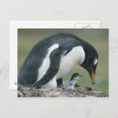 Gentoo Penuin (Pygoscelis papua), Falkland Briefkaart (Voorkant / Achterkant)