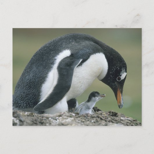 Gentoo Penuin (Pygoscelis papua), Falkland Briefkaart (Voorkant)