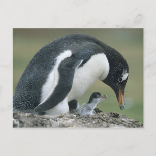 Gentoo Penuin (Pygoscelis papua), Falkland Briefkaart