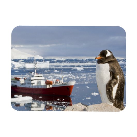 Gentoo-pinguïn Magneet (Horizontaal)