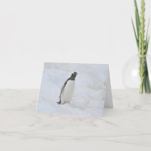 Gentoo pinguin (Neko) kaart