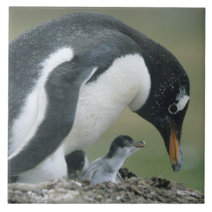 Gentoo Pinguïn, (Pygoscelis papua), Falkland Tegeltje
