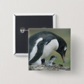 Gentoo Pinguïn, (Pygoscelis papua), Falkland Vierkante Button 5,1 Cm (Voorkant /achterkant)