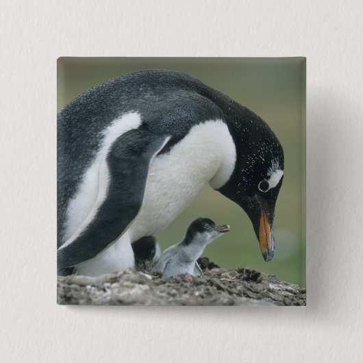 Gentoo Pinguïn, (Pygoscelis papua), Falkland Vierkante Button 5,1 Cm (Voorkant)