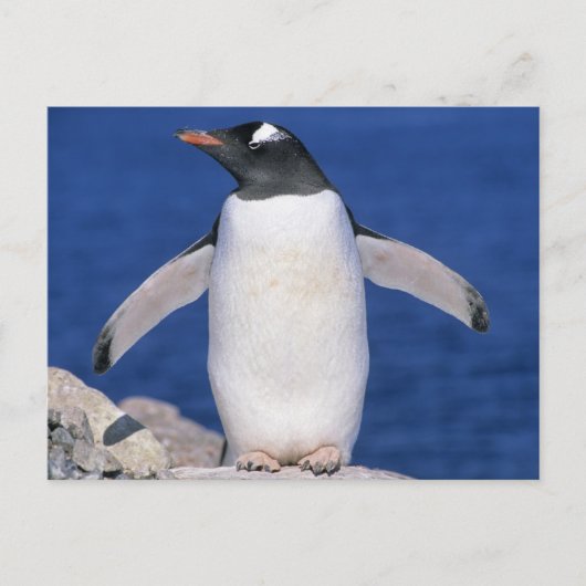 Gentoo-pinguïn Pygoscelis papua) haven Briefkaart (Voorkant)