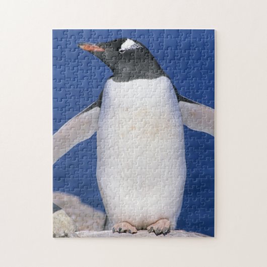 Gentoo-pinguïn Pygoscelis papua) haven Legpuzzel (Verticaal)