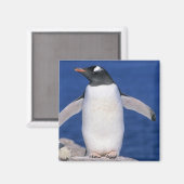 Gentoo-pinguïn Pygoscelis papua) haven Magneet (Voorkant / Achterkant)