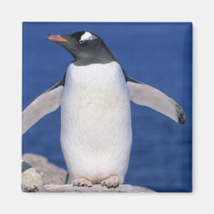 Gentoo-pinguïn Pygoscelis papua) haven Magneet