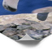 Gentoo-pinguïn Pygoscelis papua) haven Poster (Hoek)