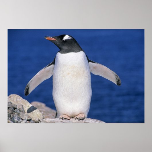 Gentoo-pinguïn Pygoscelis papua) haven Poster (Voorkant)