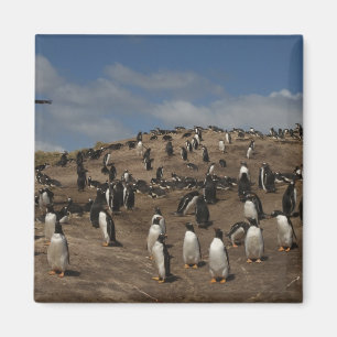 Gentoo-pinguïn (Pygoscelis papua) kolonie op West Magneet