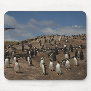 Gentoo-pinguïn (Pygoscelis papua) kolonie op West Muismat
