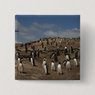 Gentoo-pinguïn (Pygoscelis papua) kolonie op West Vierkante Button 5,1 Cm