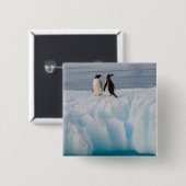 gentoo-pinguïn, Pygoscelis Papua, op gletsjerijs Vierkante Button 5,1 Cm (Voorkant /achterkant)