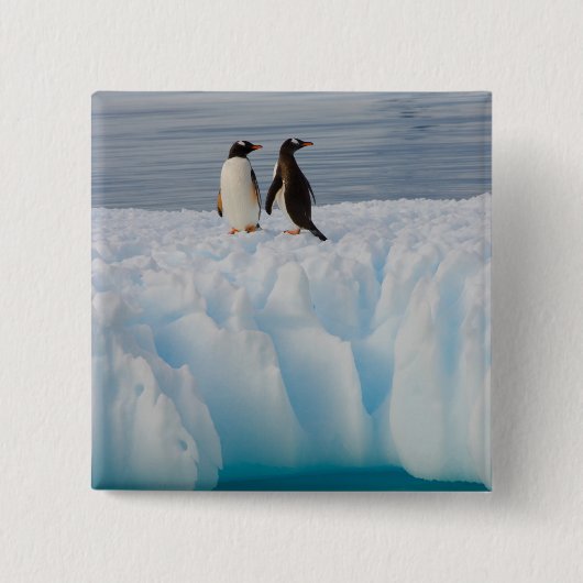 gentoo-pinguïn, Pygoscelis Papua, op gletsjerijs Vierkante Button 5,1 Cm (Voorkant)