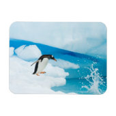Gentoo-pinguïn, Pygoscelis Papua, springt eraf Magneet (Horizontaal)