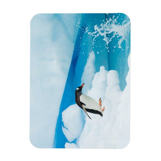 Gentoo-pinguïn, Pygoscelis Papua, springt eraf Magneet (Verticaal)