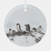 Gentoo pinguïns, Antarctica, Vernadsky Station. Glas Ornament (Voorkant)