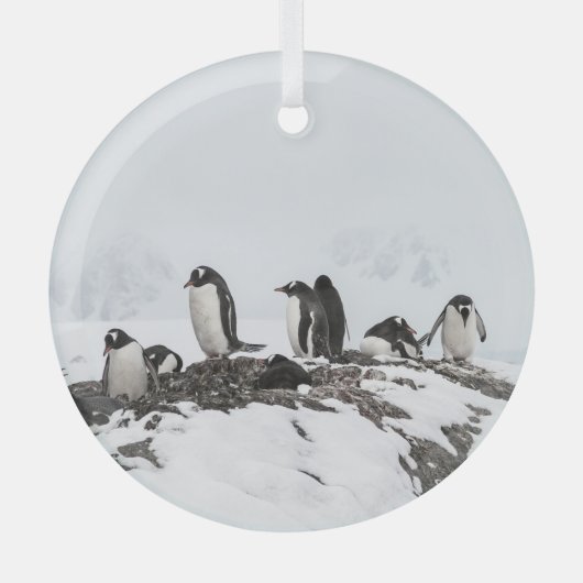 Gentoo pinguïns, Antarctica, Vernadsky Station. Glas Ornament (Voorkant)