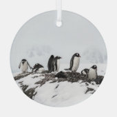 Gentoo pinguïns, Antarctica, Vernadsky Station. Glas Ornament (Achterkant)