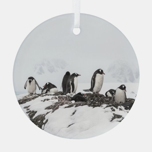 Gentoo pinguïns, Antarctica, Vernadsky Station. Glas Ornament (Achterkant)